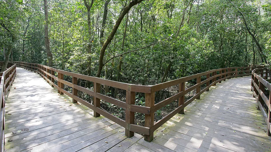 Pasir Ris Park Mangrove Boardwalk