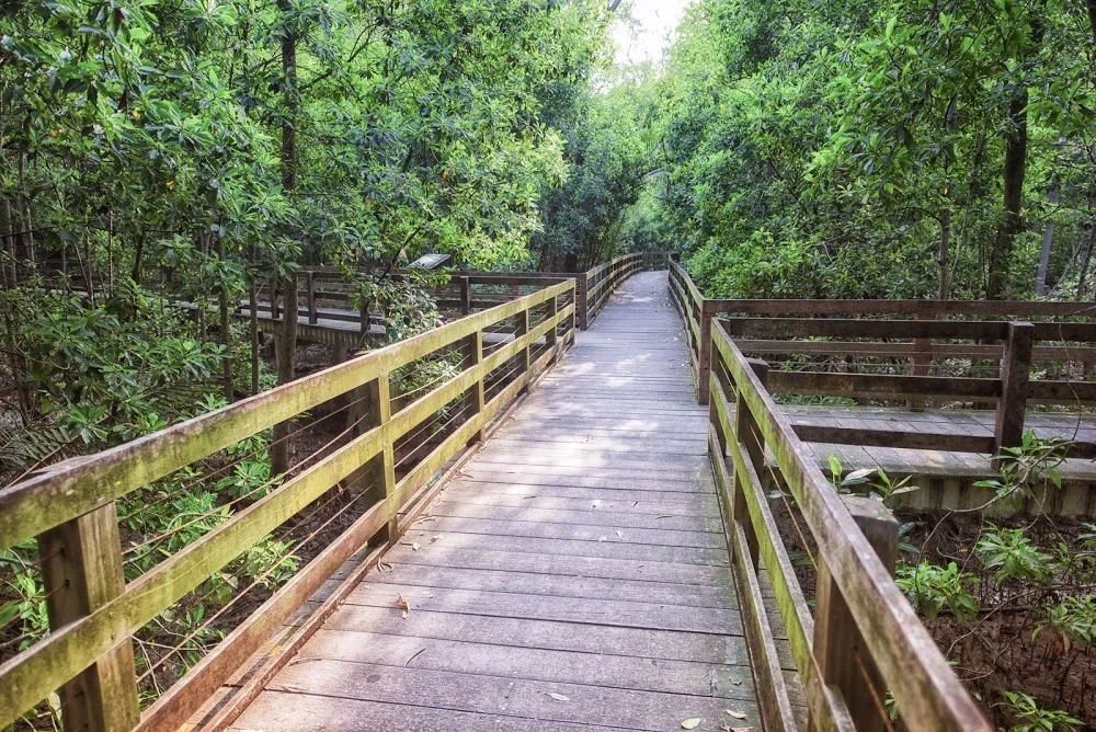 5. Pasir Ris Park Mangrove Boardwalk - The first time we tried, we made it about four hundred meters.