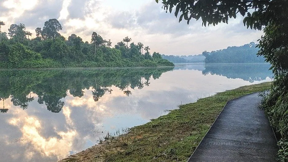 6. MacRitchie Reservoir boardwalks only - The first time we tried, we made it about four hundred meters.